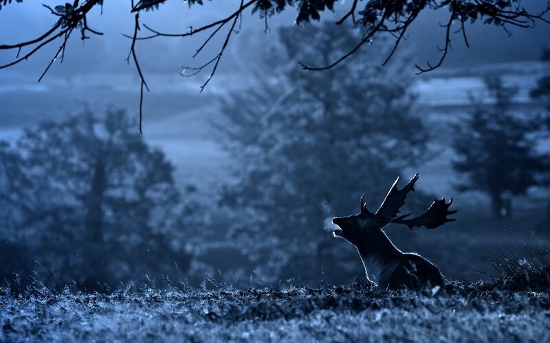 Deer with Antlers — Blue, Dramatic