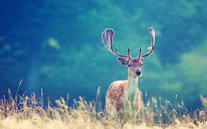Deer with Antlers — Blue, Serene, Afternoon
