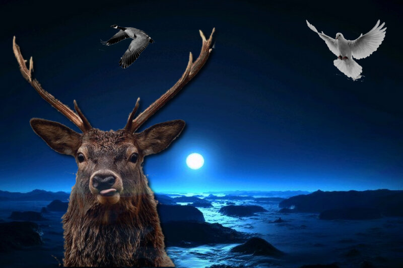 Deer with Antlers — Blue, Serene, Night