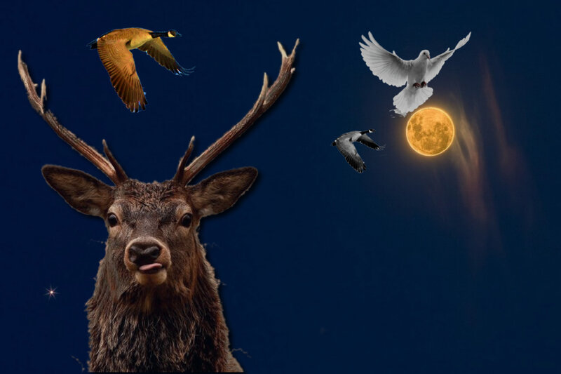 Deer with Antlers — Blue, Serene