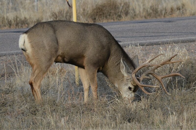 Deer with Antlers — Brown, Calm, Afternoon