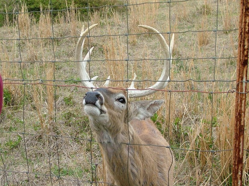 Deer with Antlers — Brown, Calm, Autumn