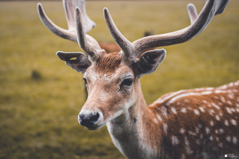 Deer with Antlers — Brown, Calm, Photograph