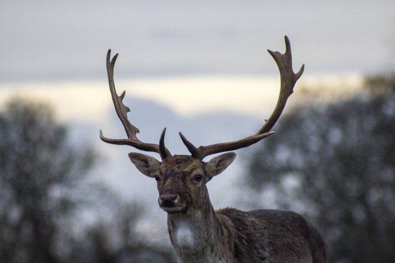 Deer with Antlers — Brown, Calm, Sunset