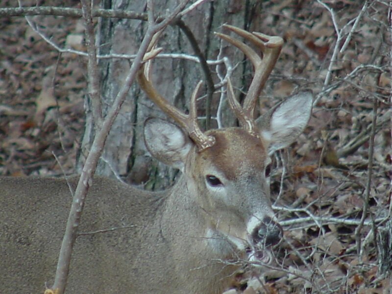 Deer with Antlers — Brown, Calm