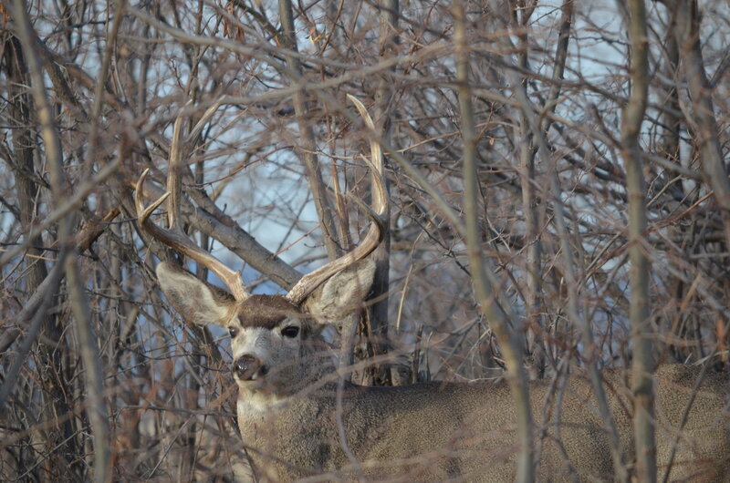 Deer with Antlers — Brown, Calm, Winter, Photograph