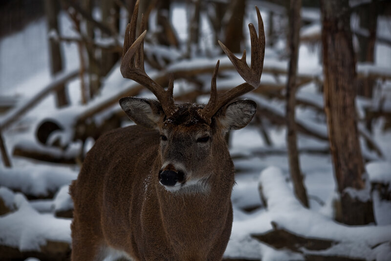 Deer with Antlers — Brown, Calm, Winter
