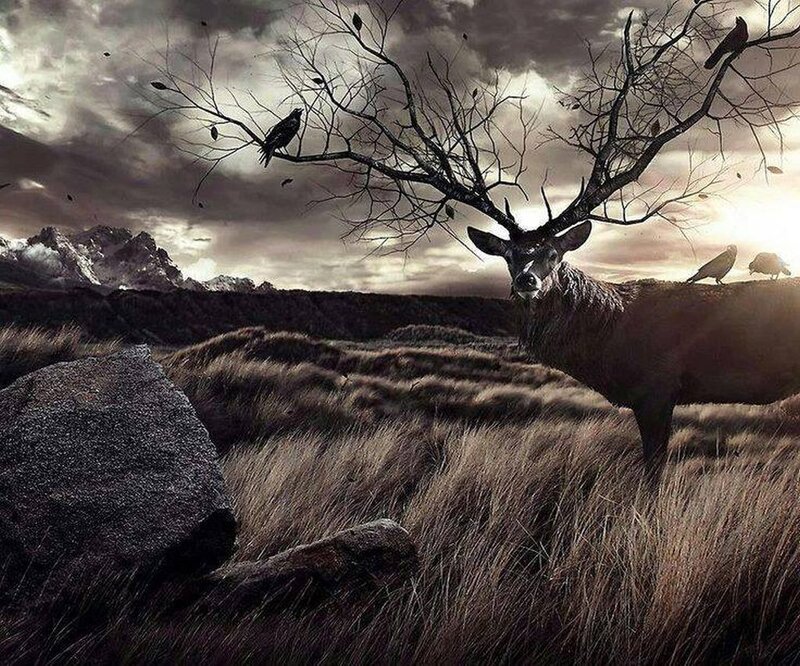 Deer with Antlers — Brown, Dramatic, Sunset, Digital Art