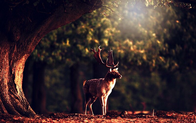Deer with Antlers — Brown, Dramatic, Sunset
