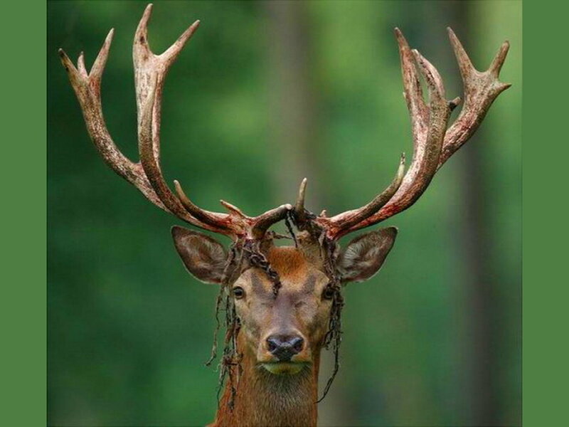 Deer with Antlers — Brown, Natural