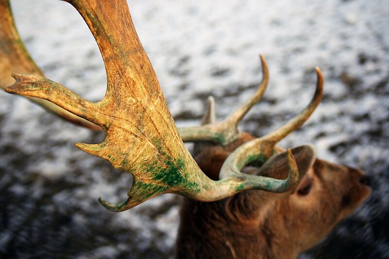 Deer with Antlers — Brown, Natural, Winter