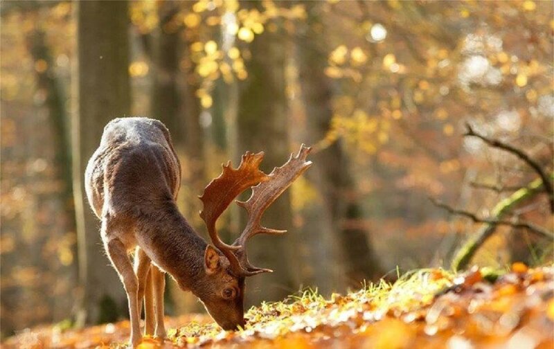 Deer with Antlers — Brown, Serene, Autumn