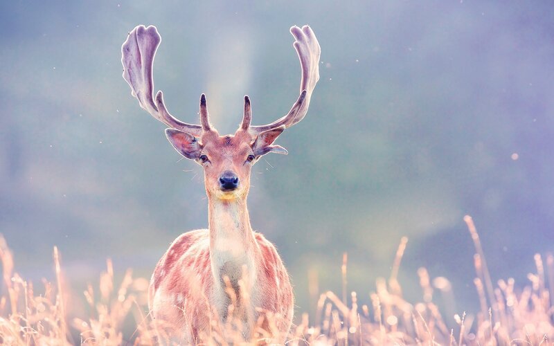 Deer with Antlers — Brown, Serene, Morning
