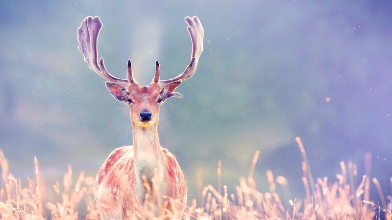 Deer with Antlers — Brown, Serene, Sunset, Photograph, Grass