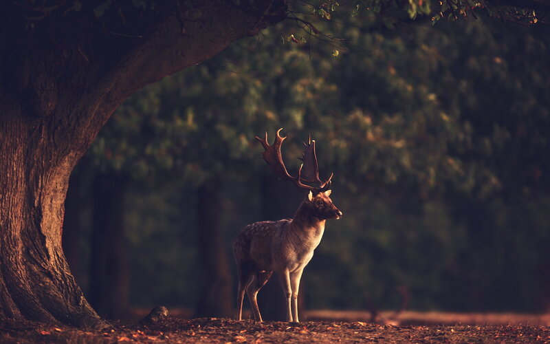 Deer with Antlers — Brown, Serene, Sunset