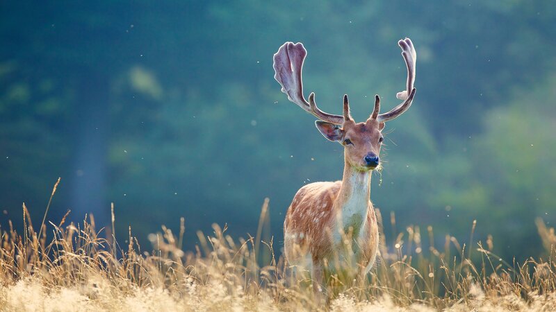 Deer with Antlers — Brown, Serene