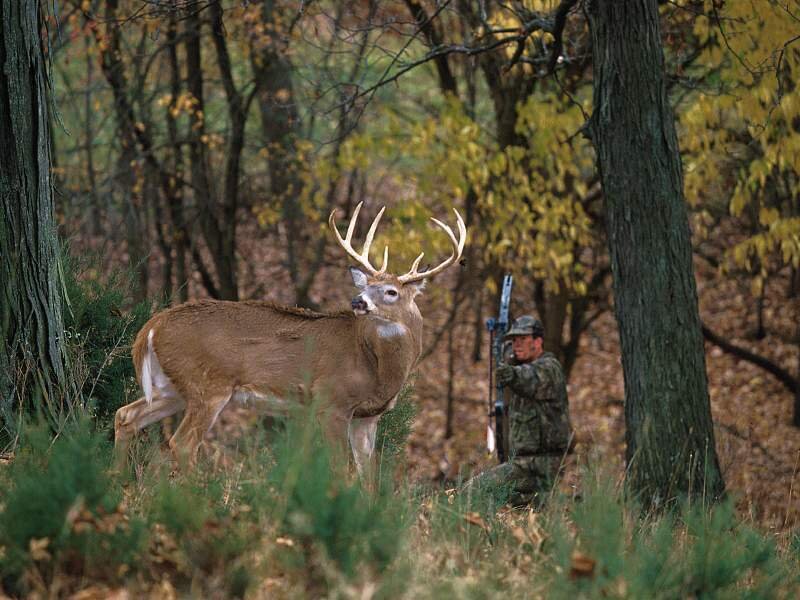 Deer with Antlers — Brown, Tense