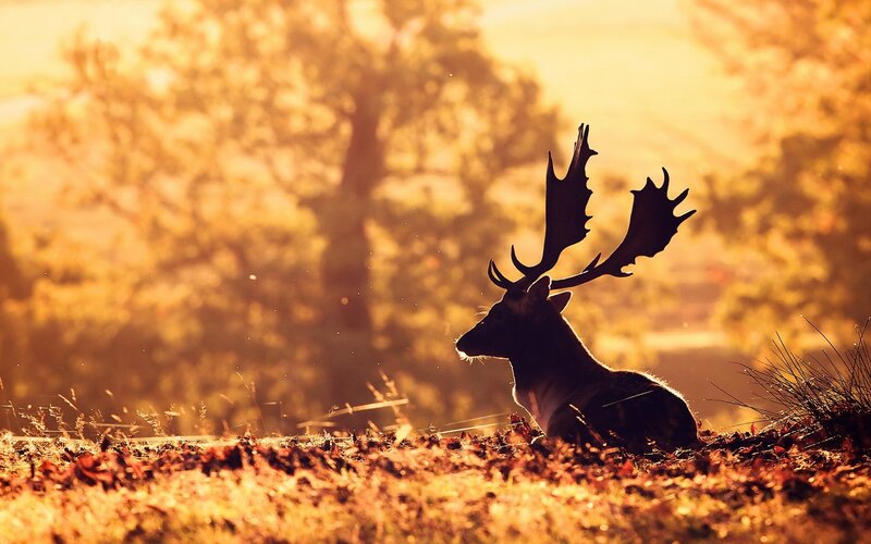 Deer with Antlers — Gold, Serene, Sunset, Photograph