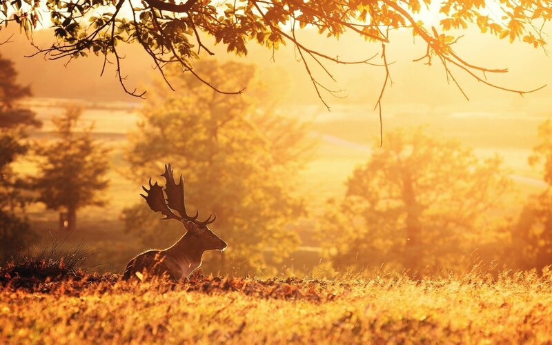 Deer with Antlers — Gold, Serene, Sunset