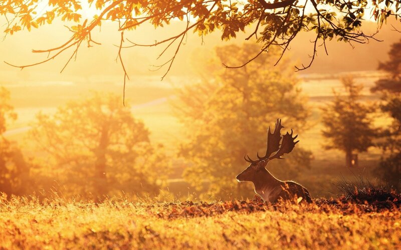 Deer with Antlers — Gold, Serene