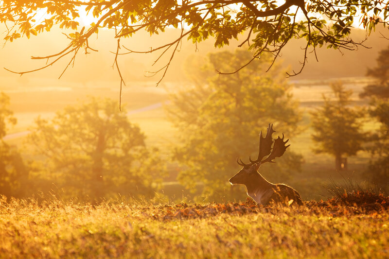 Deer with Antlers — Gold