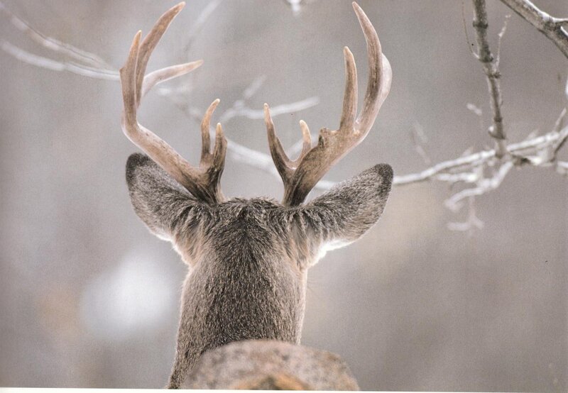 Deer with Antlers — Gray