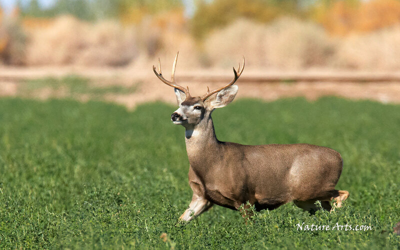 Deer with Antlers — Green, Calm, Afternoon