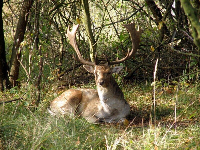 Deer with Antlers — Green, Calm, Autumn