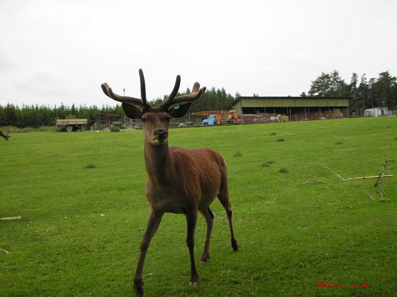 Deer with Antlers — Green, Calm