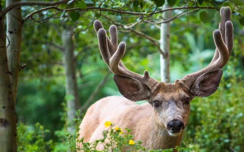 Deer with Antlers — Green, Natural, Afternoon