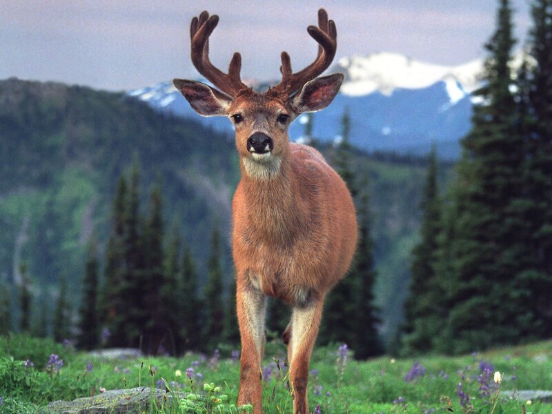 Deer with Antlers — Green, Serene, Afternoon