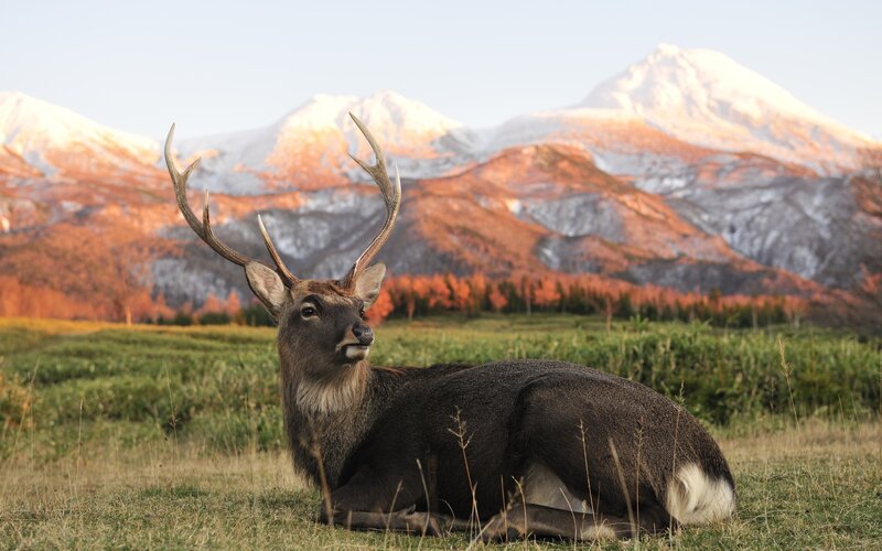 Deer with Antlers — Green, Serene, Autumn, Photograph, Mountains