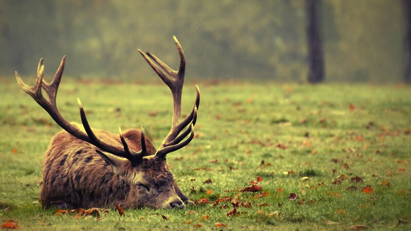 Deer with Antlers — Green, Serene, Autumn