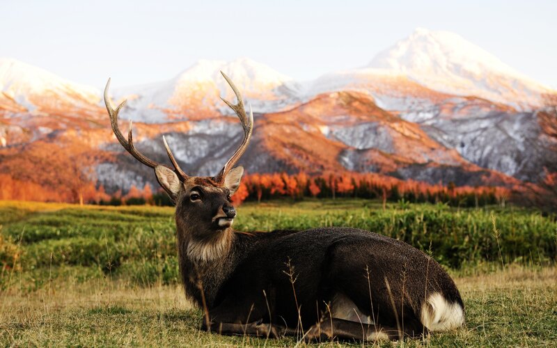 Deer with Antlers — Green, Serene, Sunset, Photograph, Mountains, Grass Field