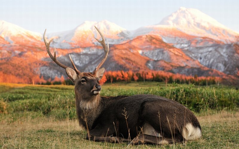 Deer with Antlers — Green, Serene, Sunset, Photograph