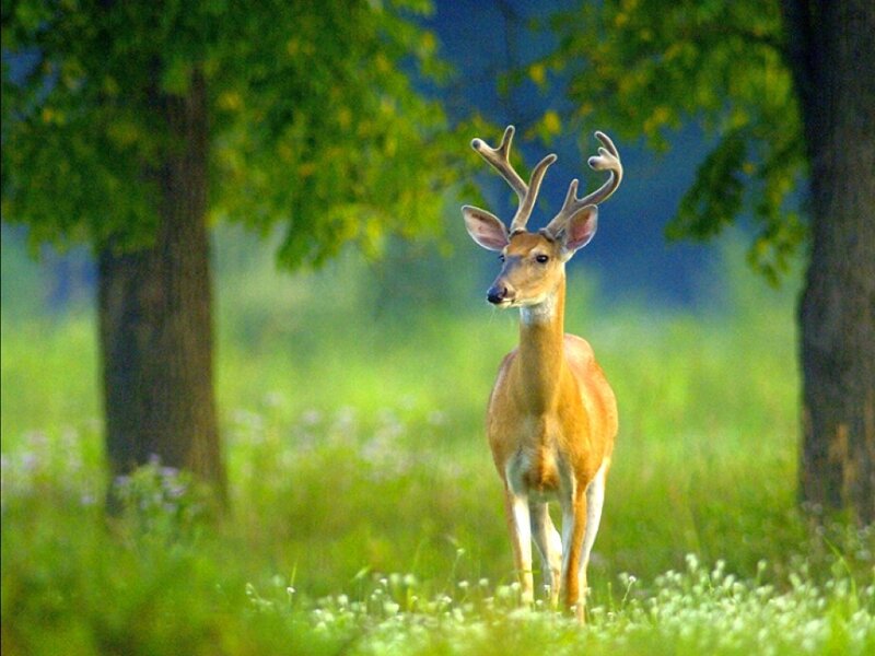 Deer with Antlers — Green, Serene