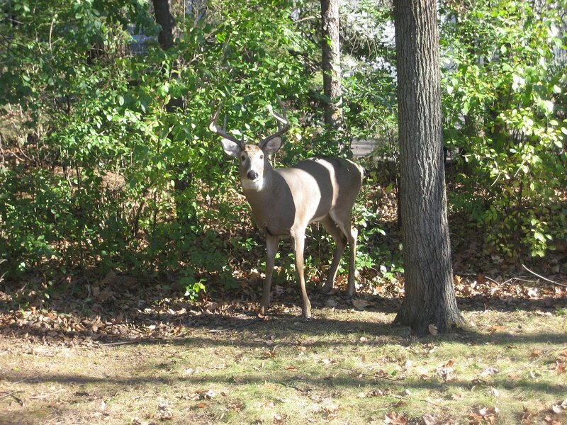 Deer with Antlers — Green