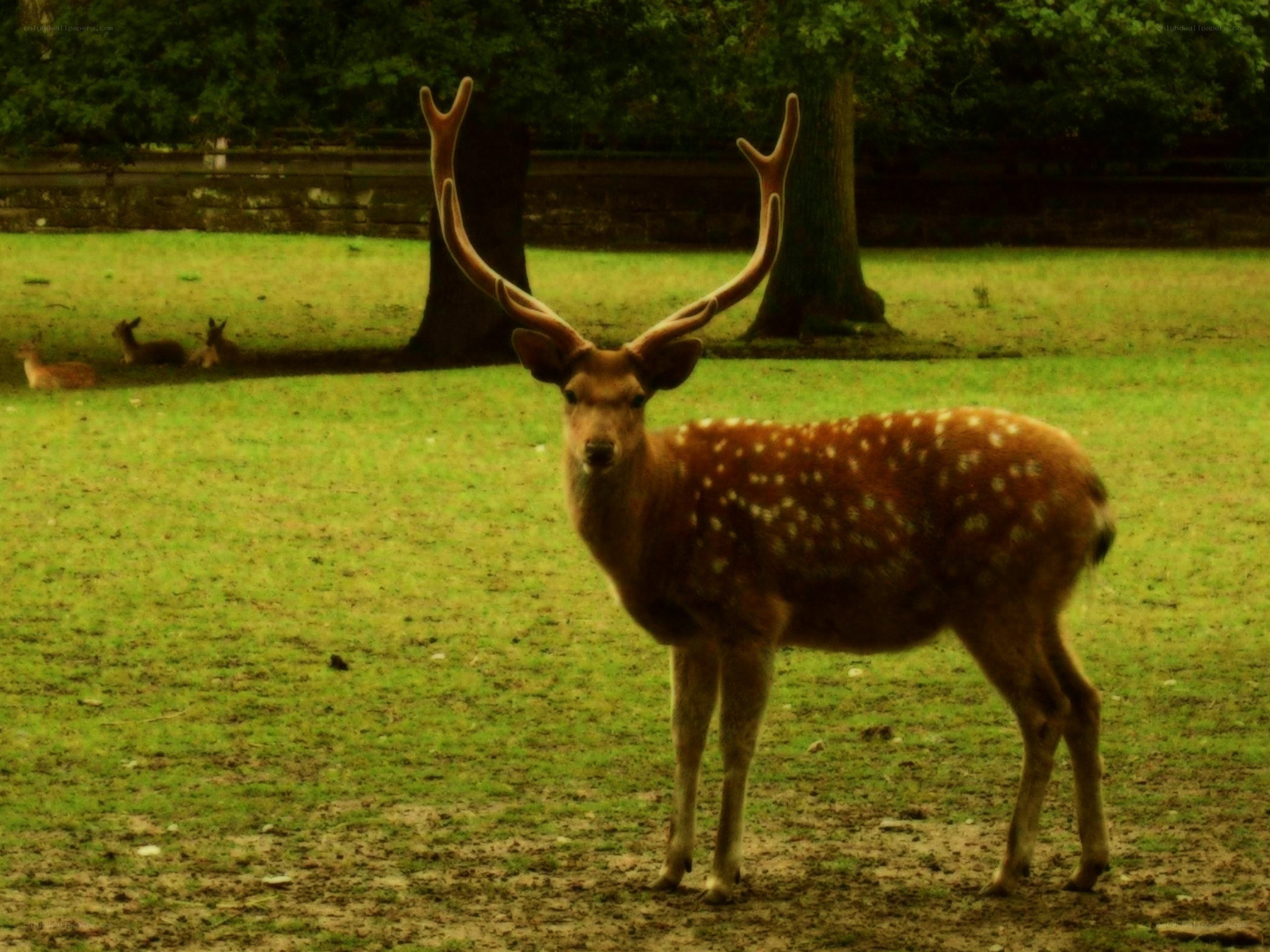 Deer with antlers in a field