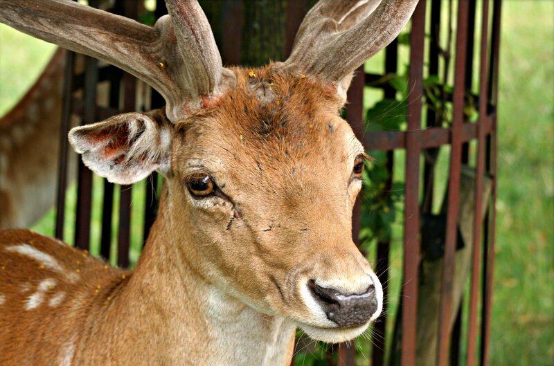 deer with antlers in enclosure