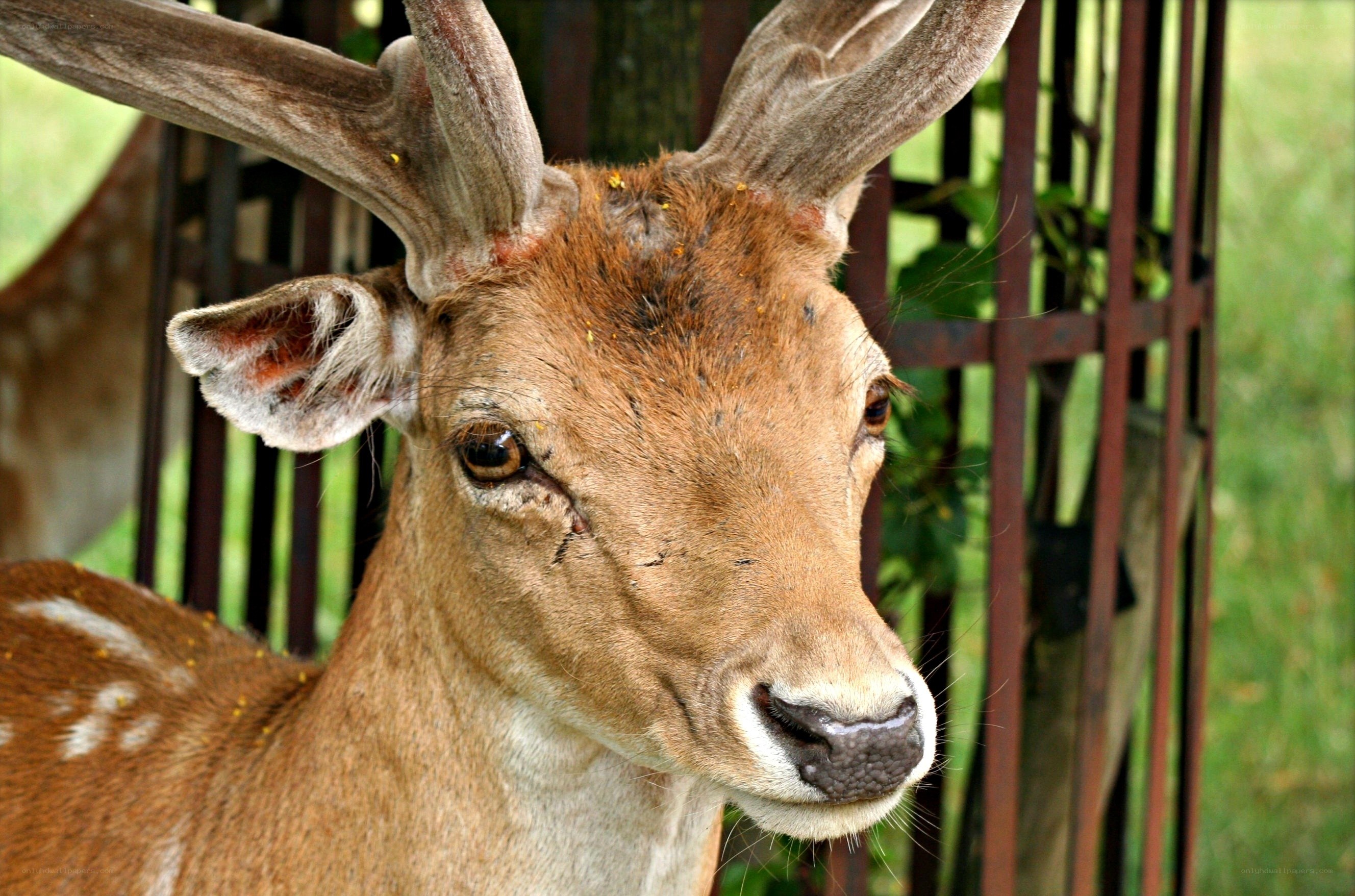 deer with antlers in enclosure