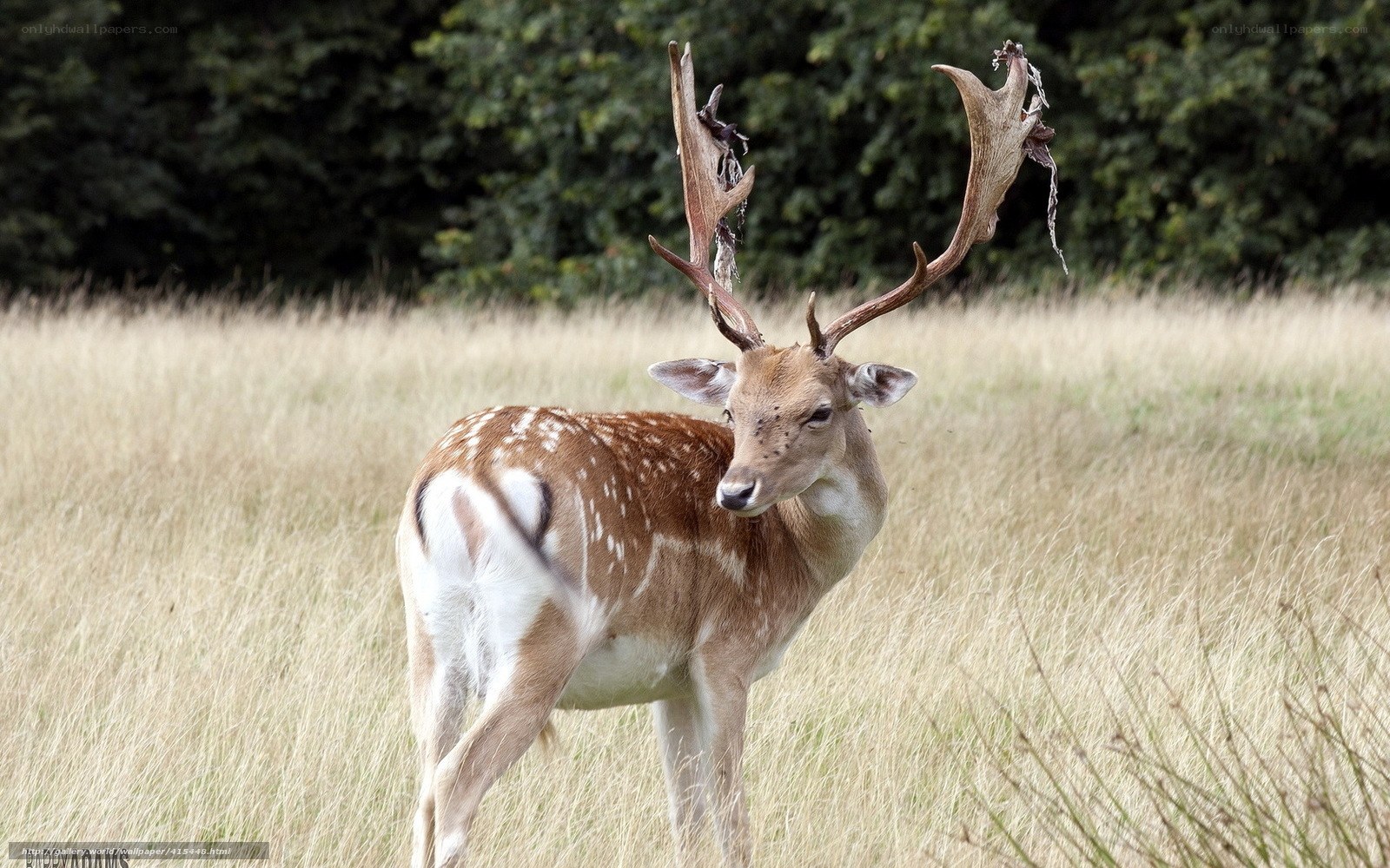 deer with antlers in field