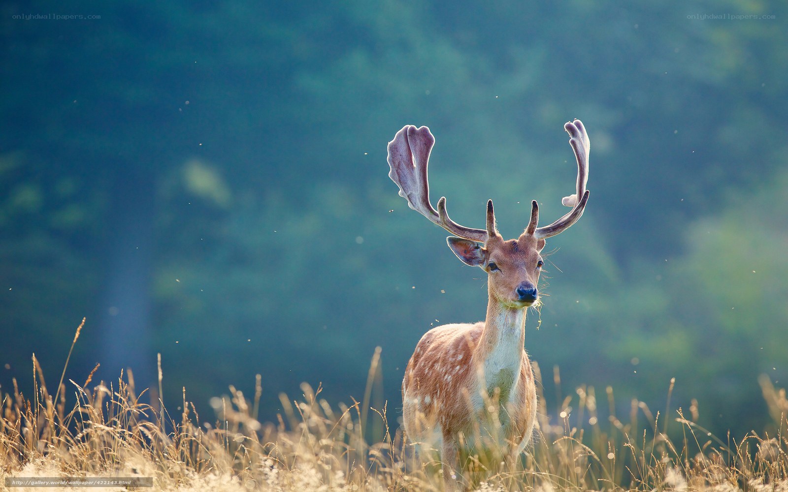 Deer with antlers in field