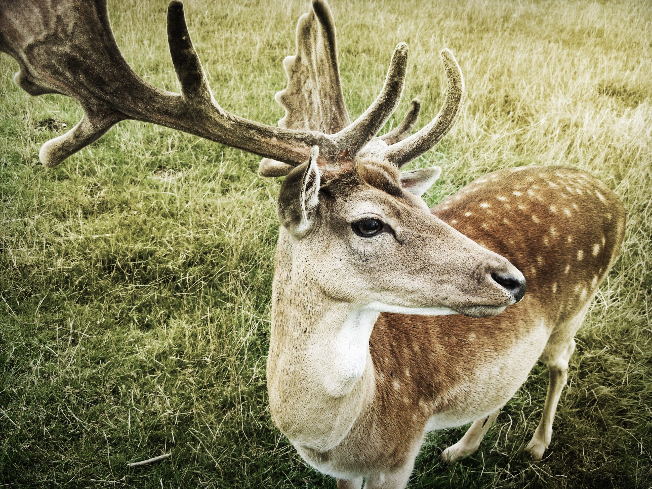 deer with antlers in field