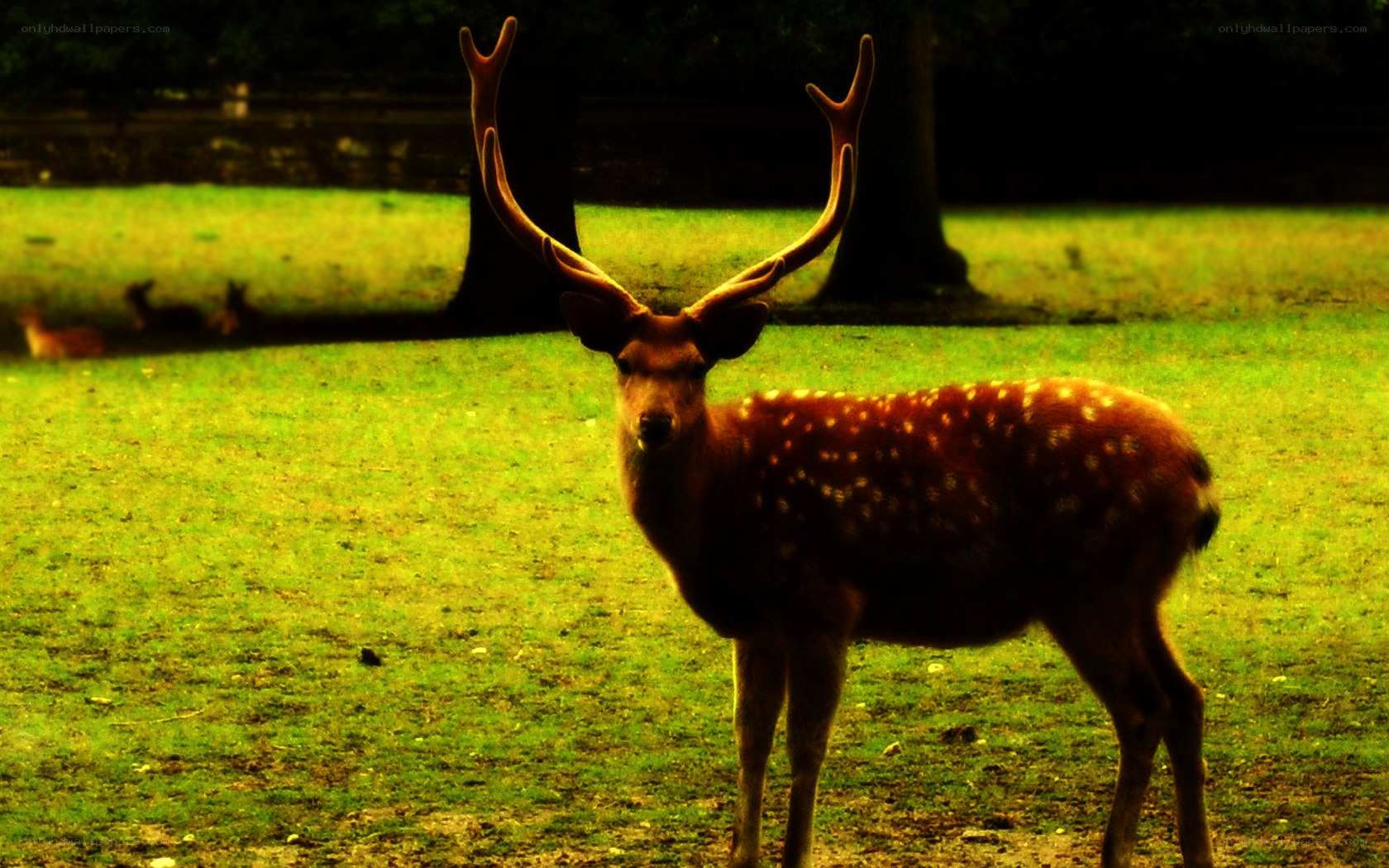 deer with antlers in field