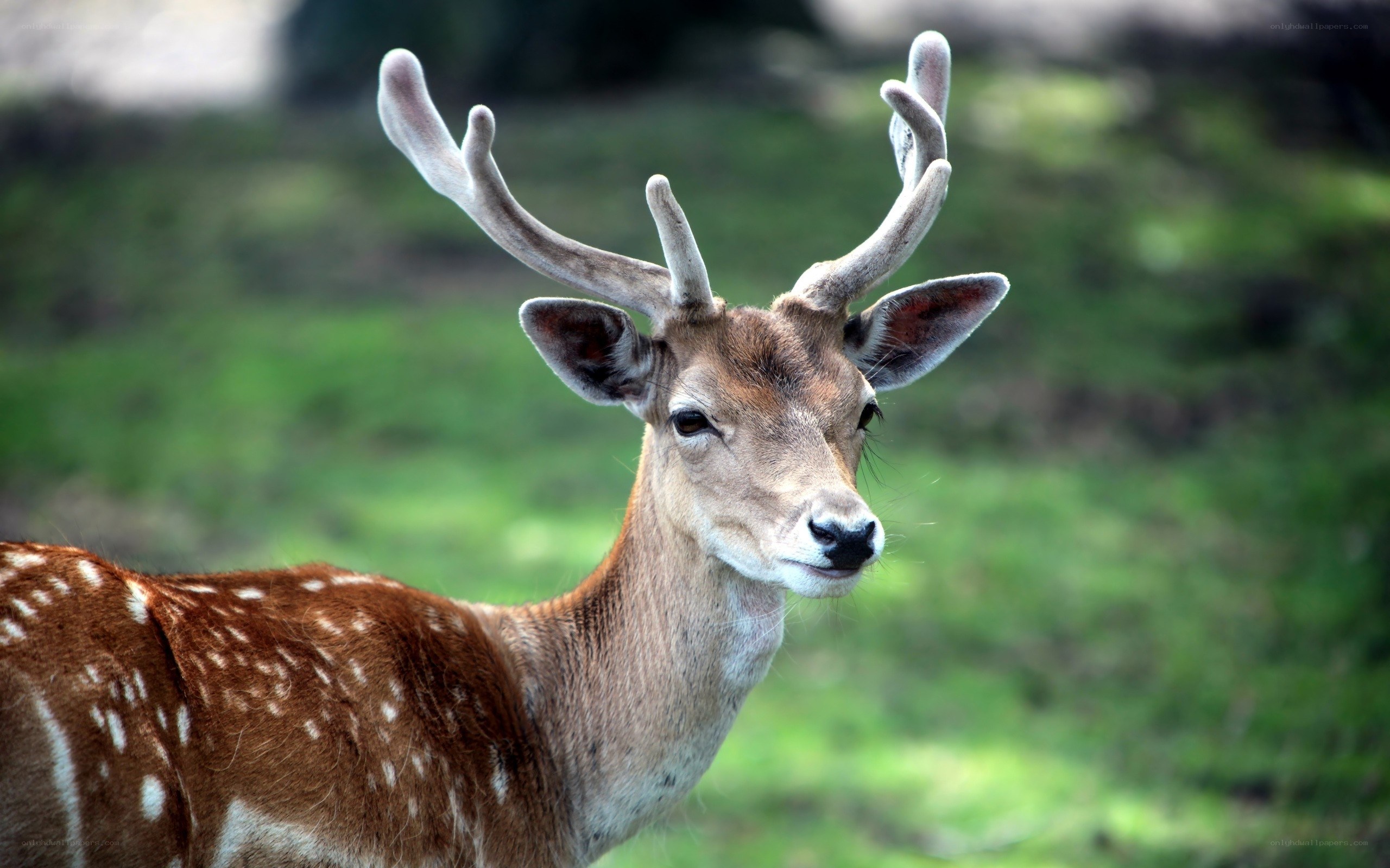 deer with antlers in field