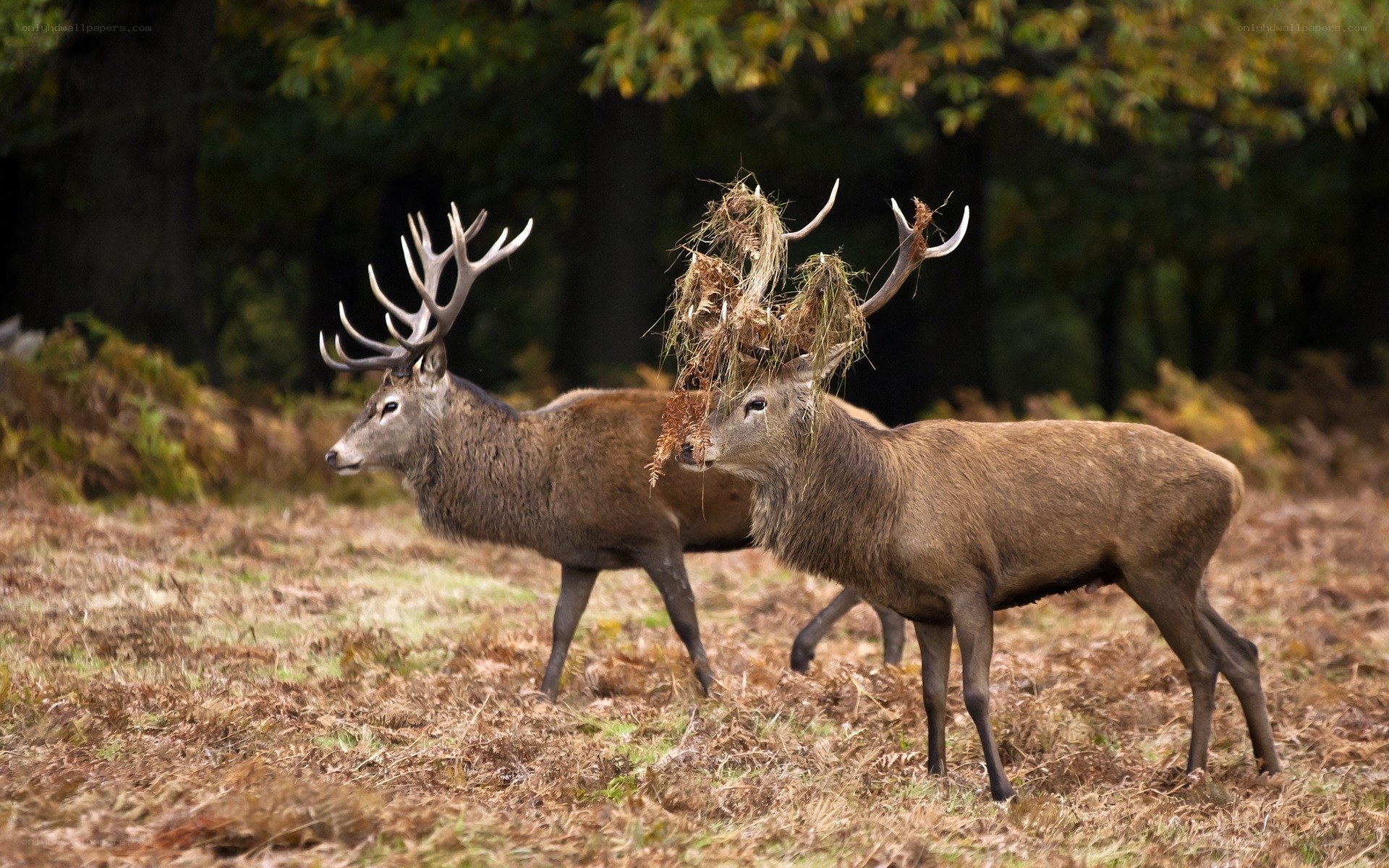 Deer with antlers in forest