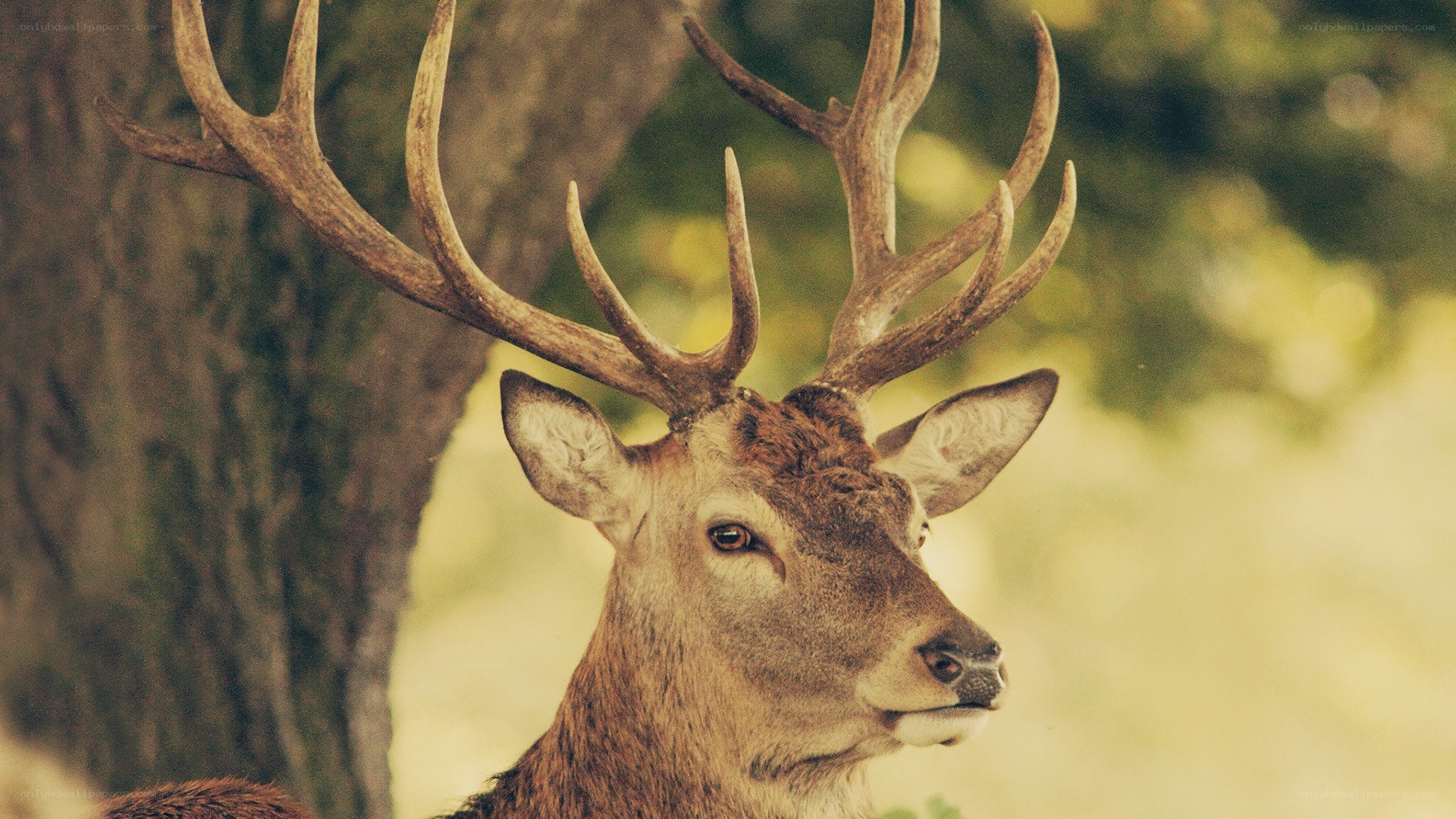 deer with antlers in forest