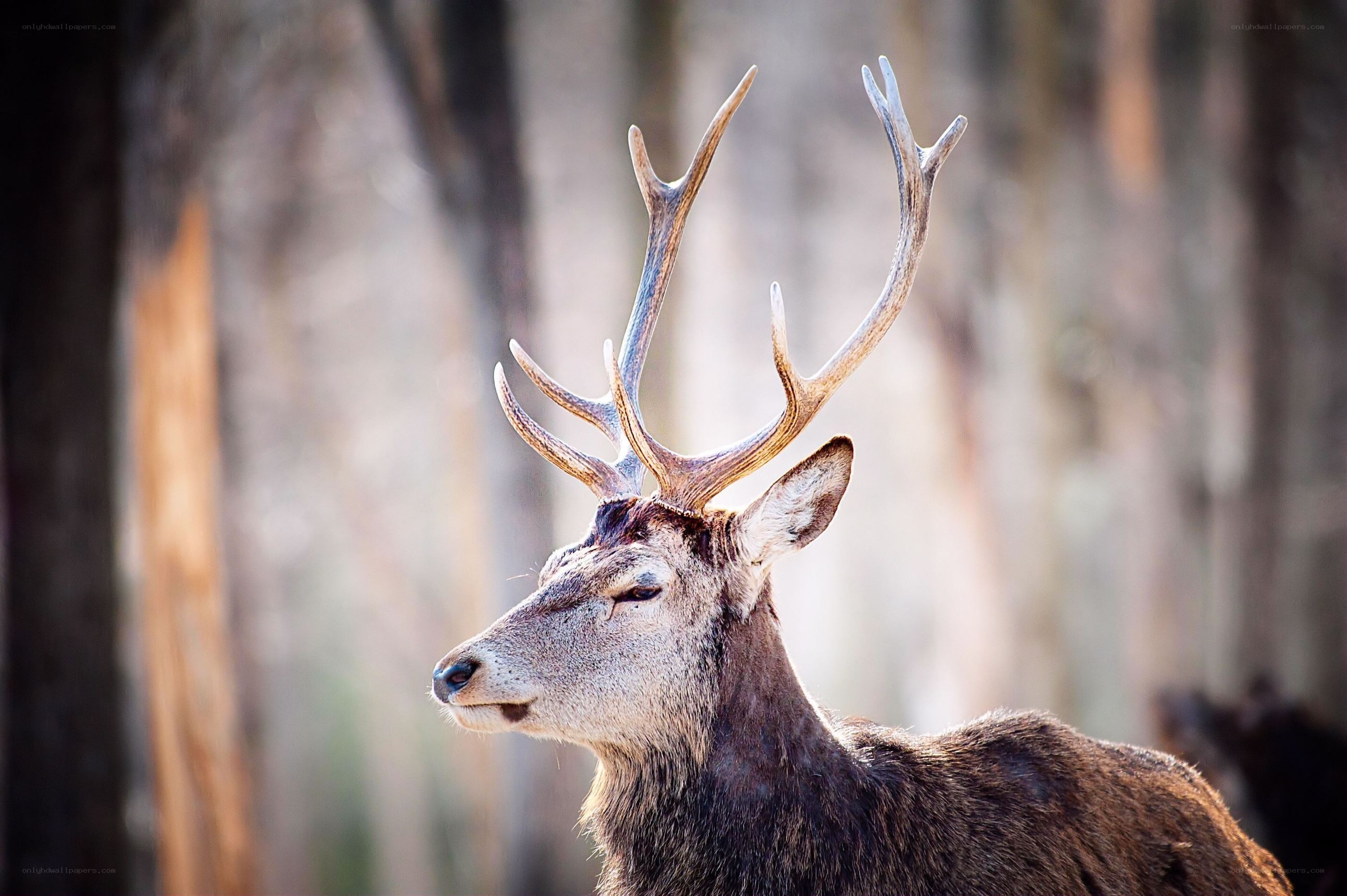 deer with antlers in forest