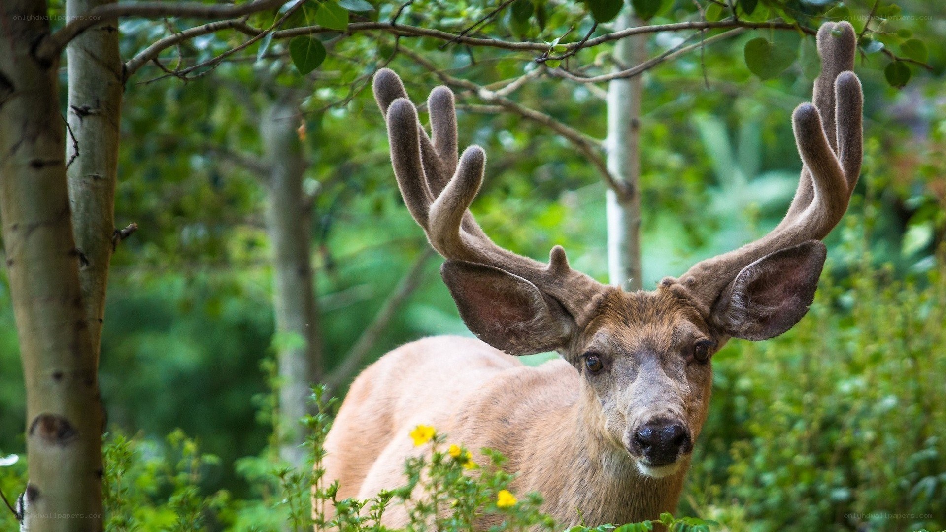 deer with antlers in forest