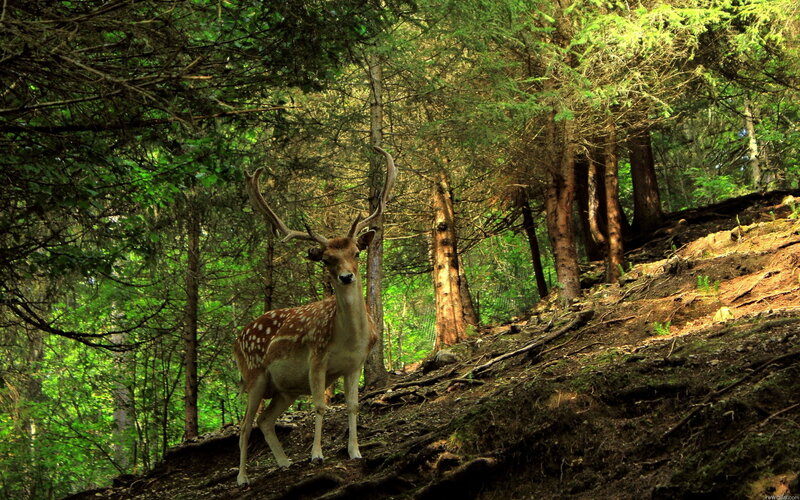 Deer with Antlers in Forest — Green, Serene